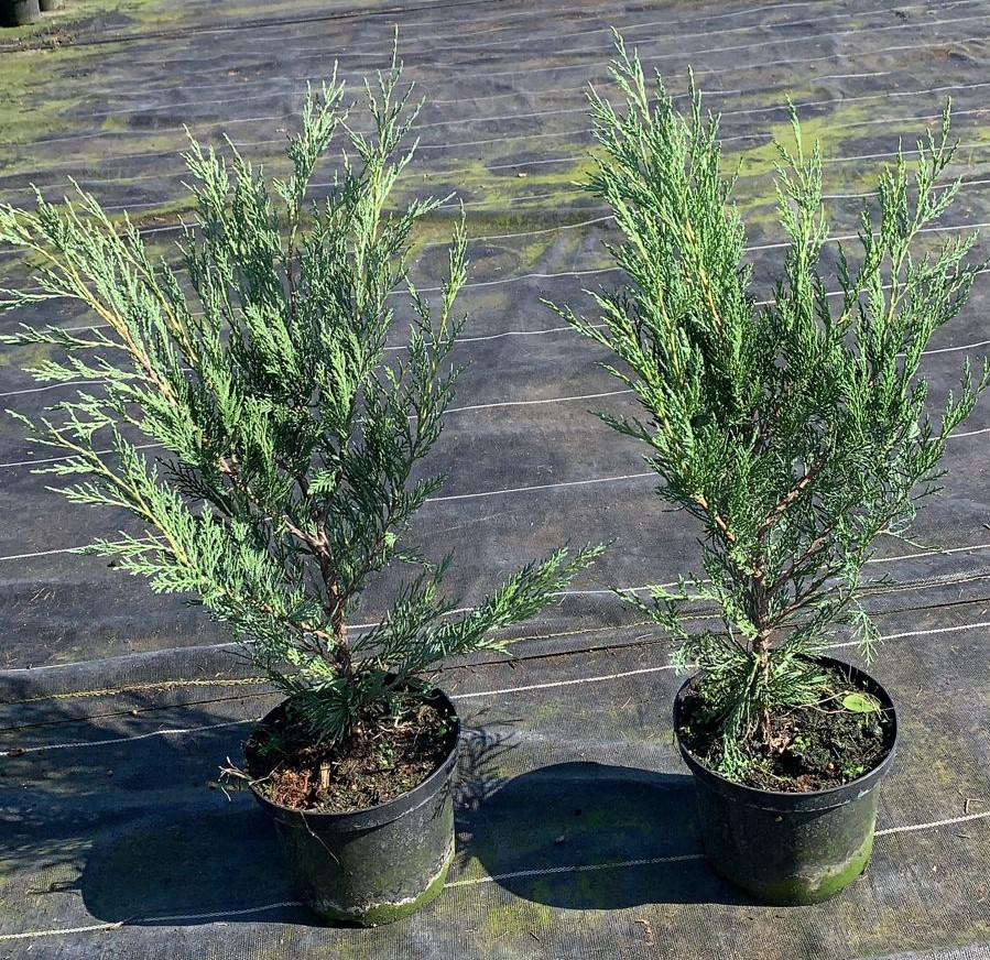 Можжевельник скальный Мунглоу